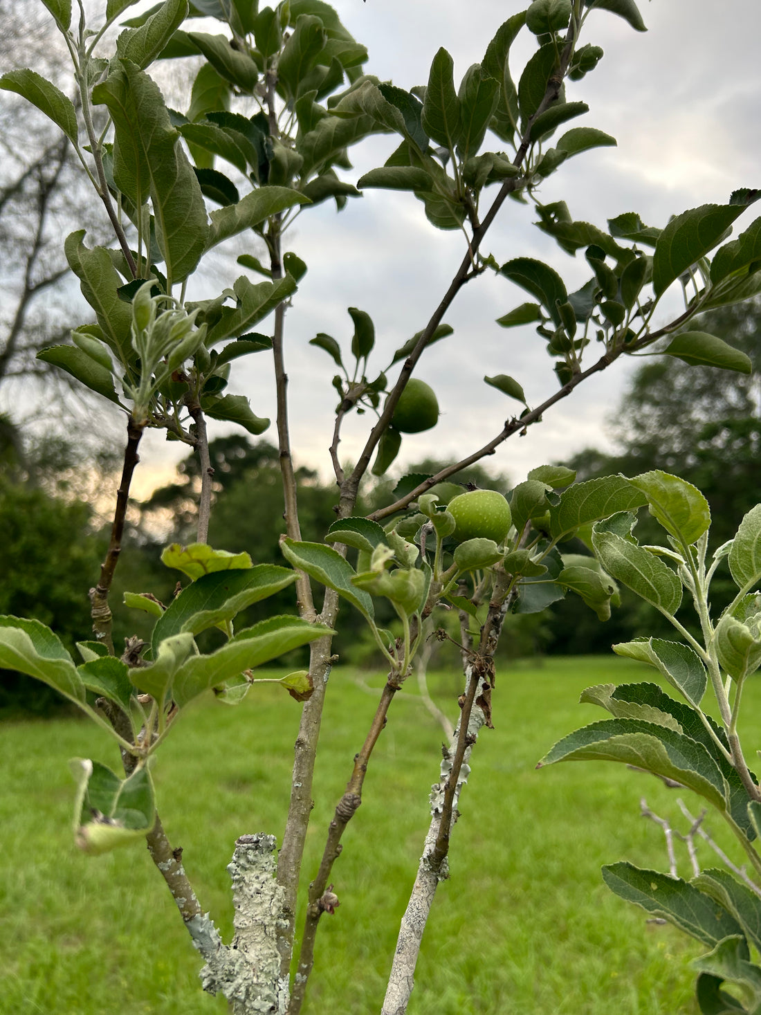 How ‘bout Them Apples