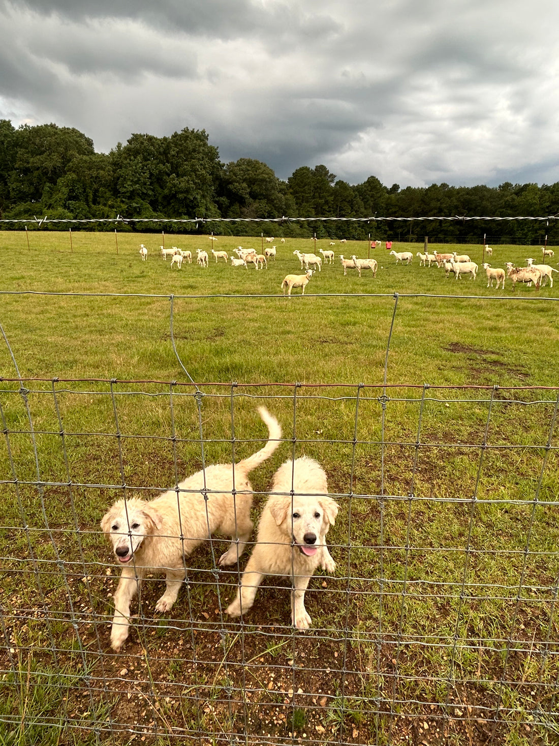 Proud Pyrs