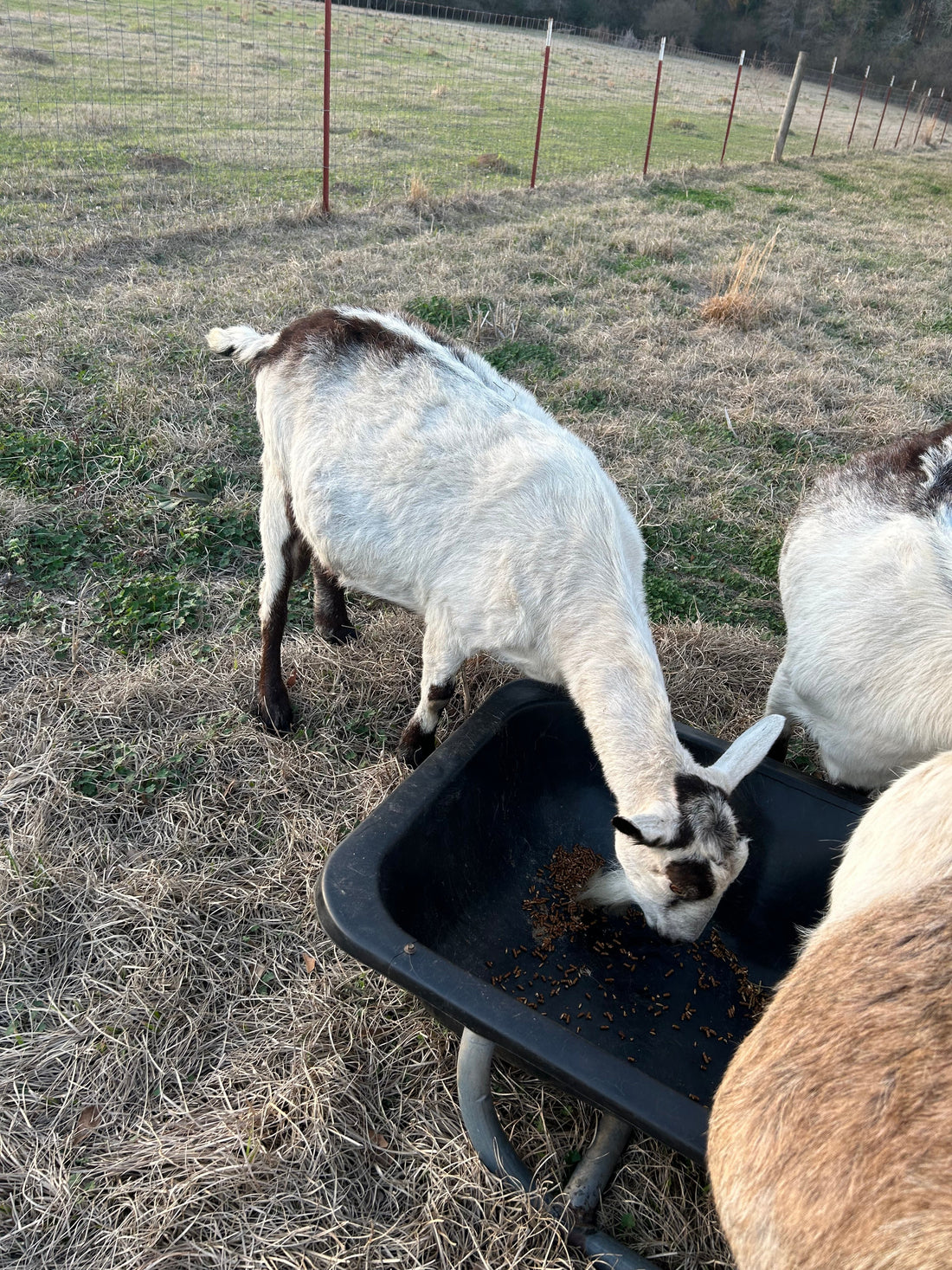 Unbearable Heaviness