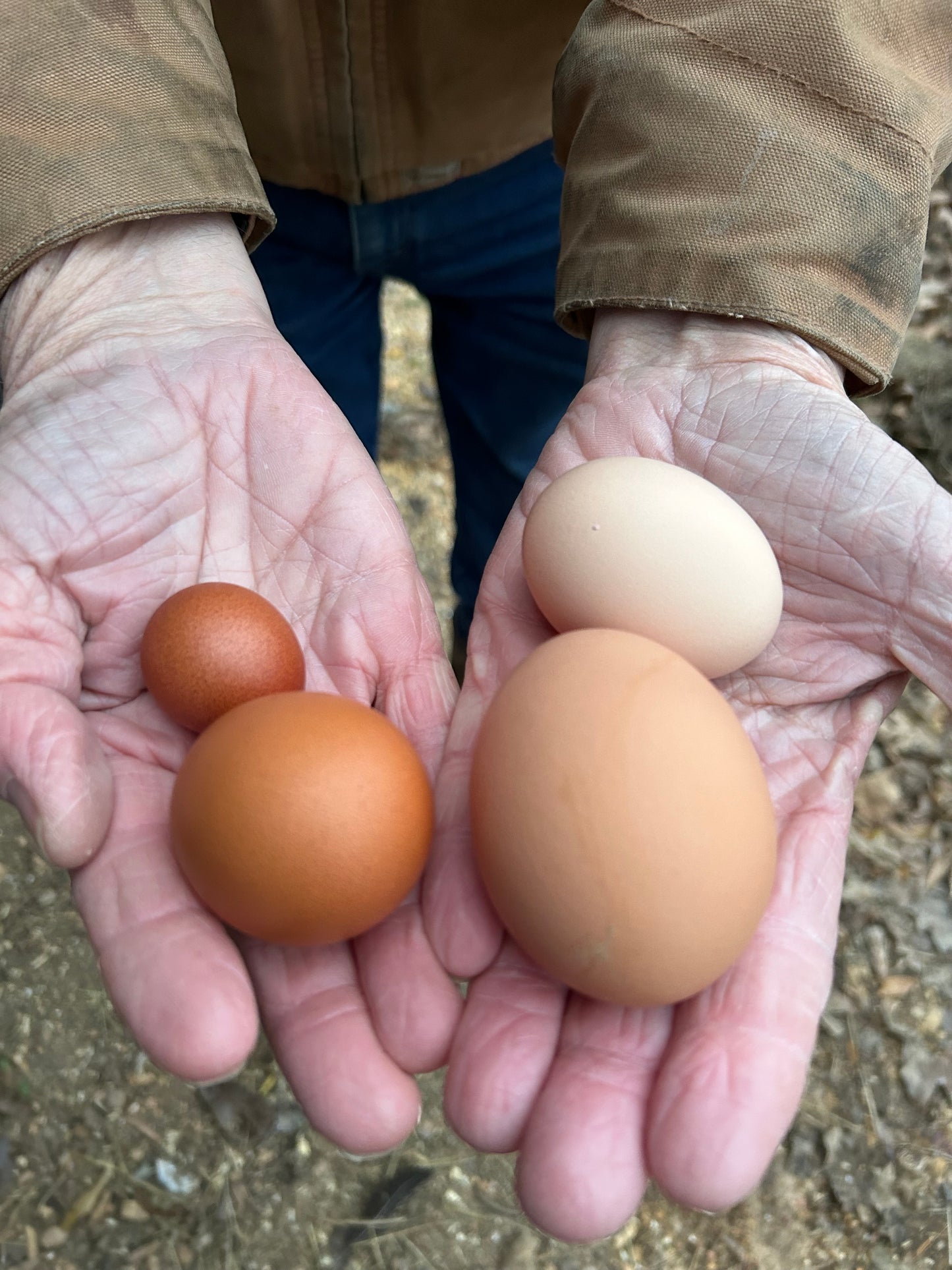 Eggs