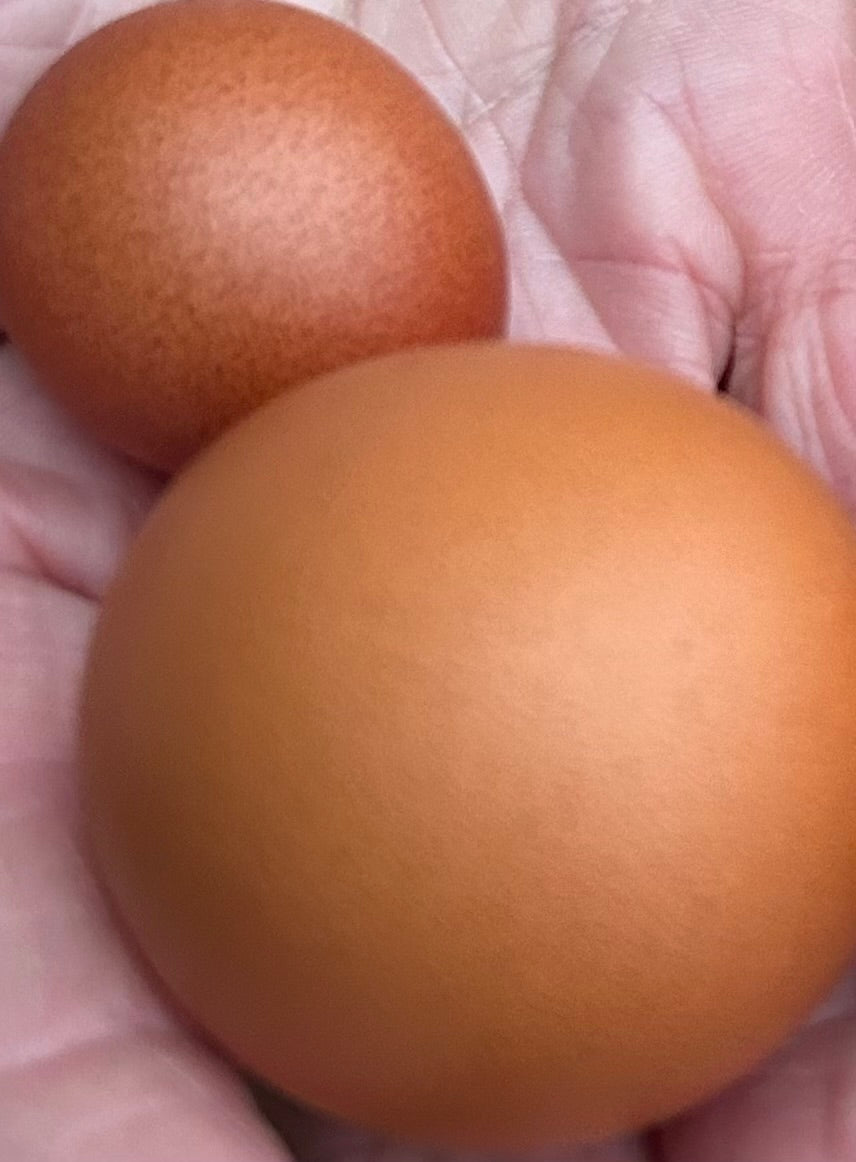 Eggs