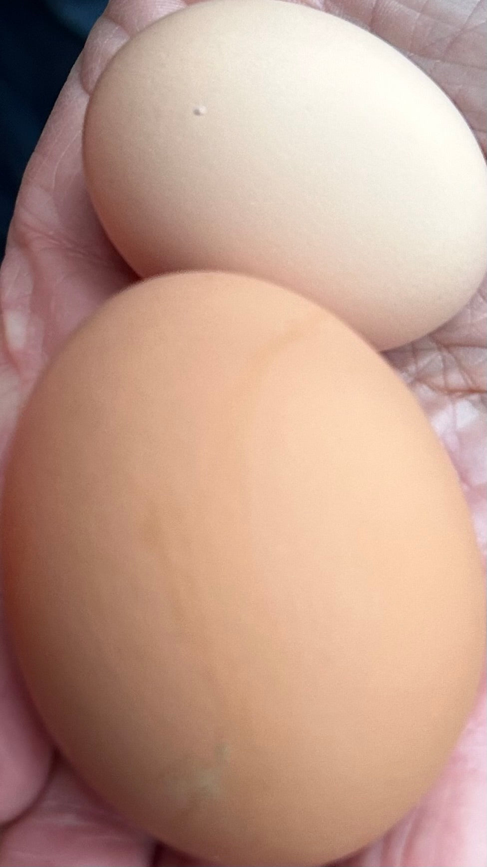 Eggs