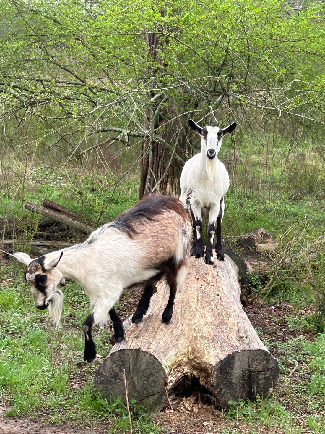 Queen of the Mountain