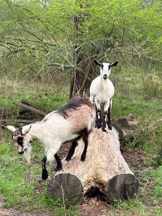 Queen of the Mountain