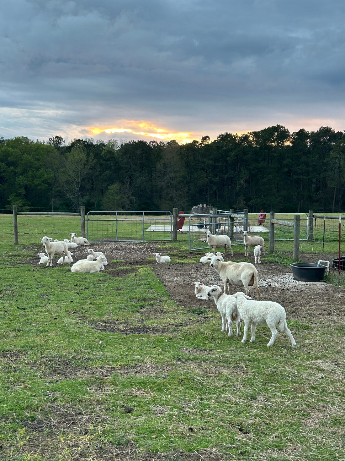 Sheep at Sunset