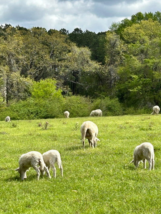 Green Pastures