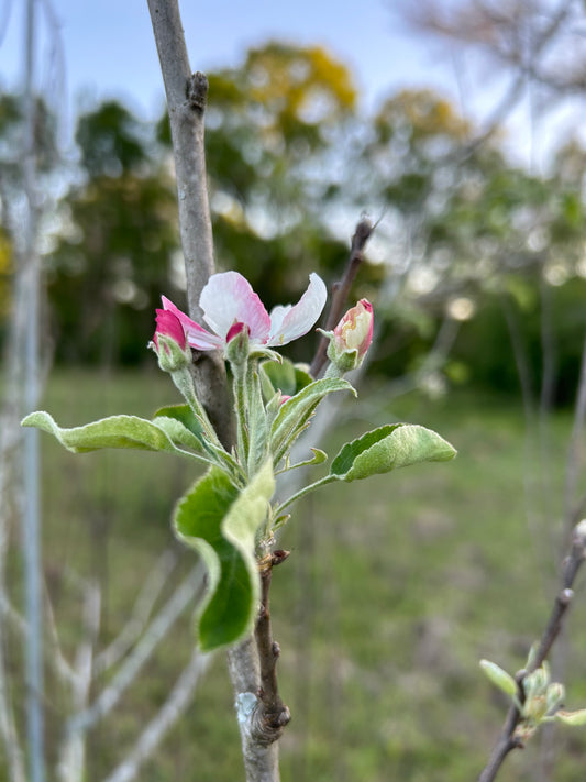 An Apple a Day