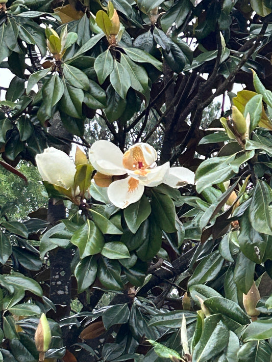 Magnolia Magnificence