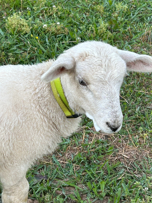 Bubble Stubble