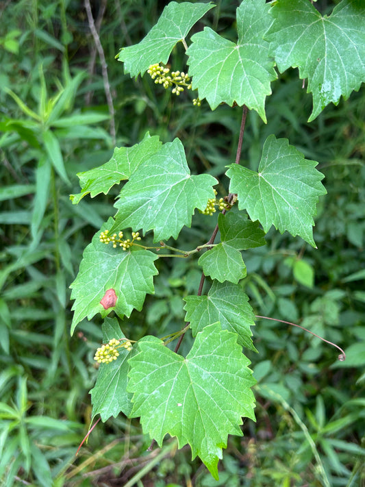 Muscadine Divine