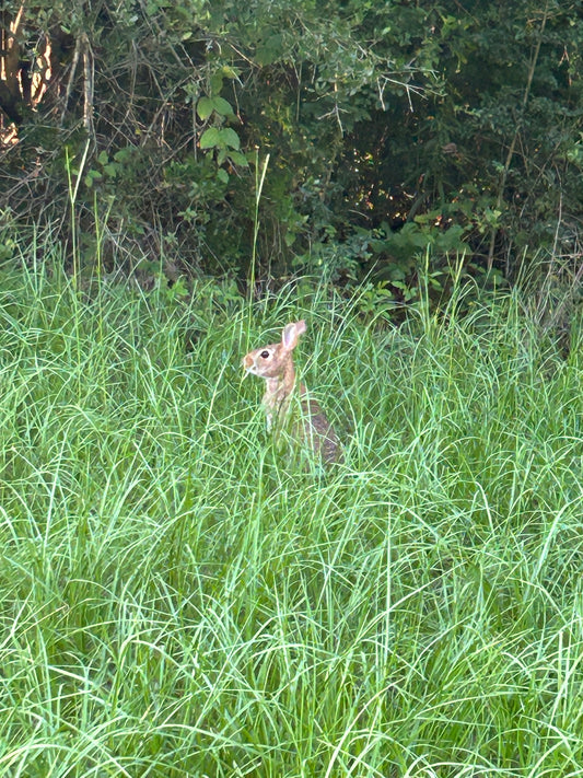 Hare-Raising Experience