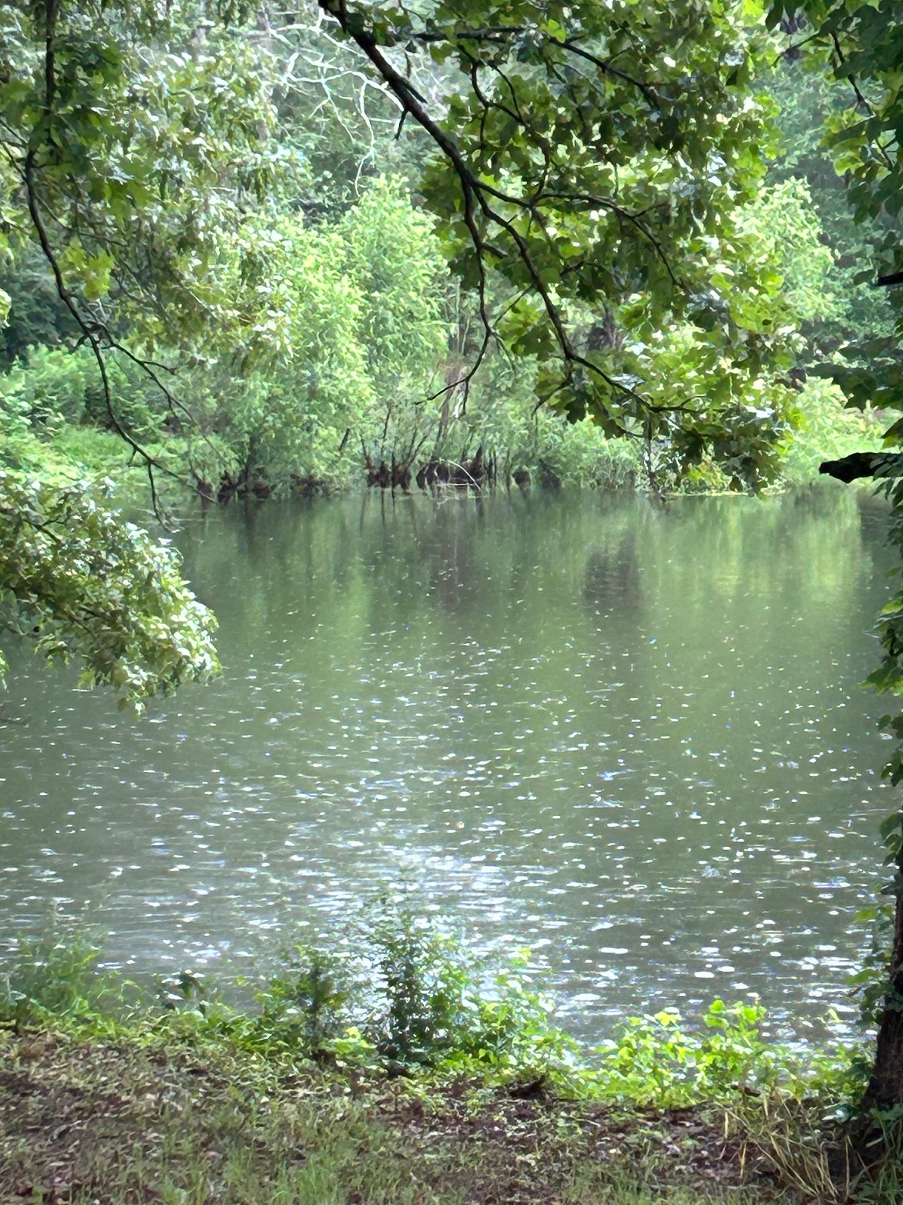 Loch Ross Raining – Loch Ross Farms