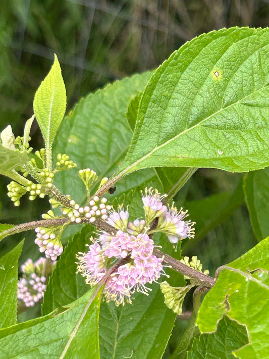 Beautyberry Begins