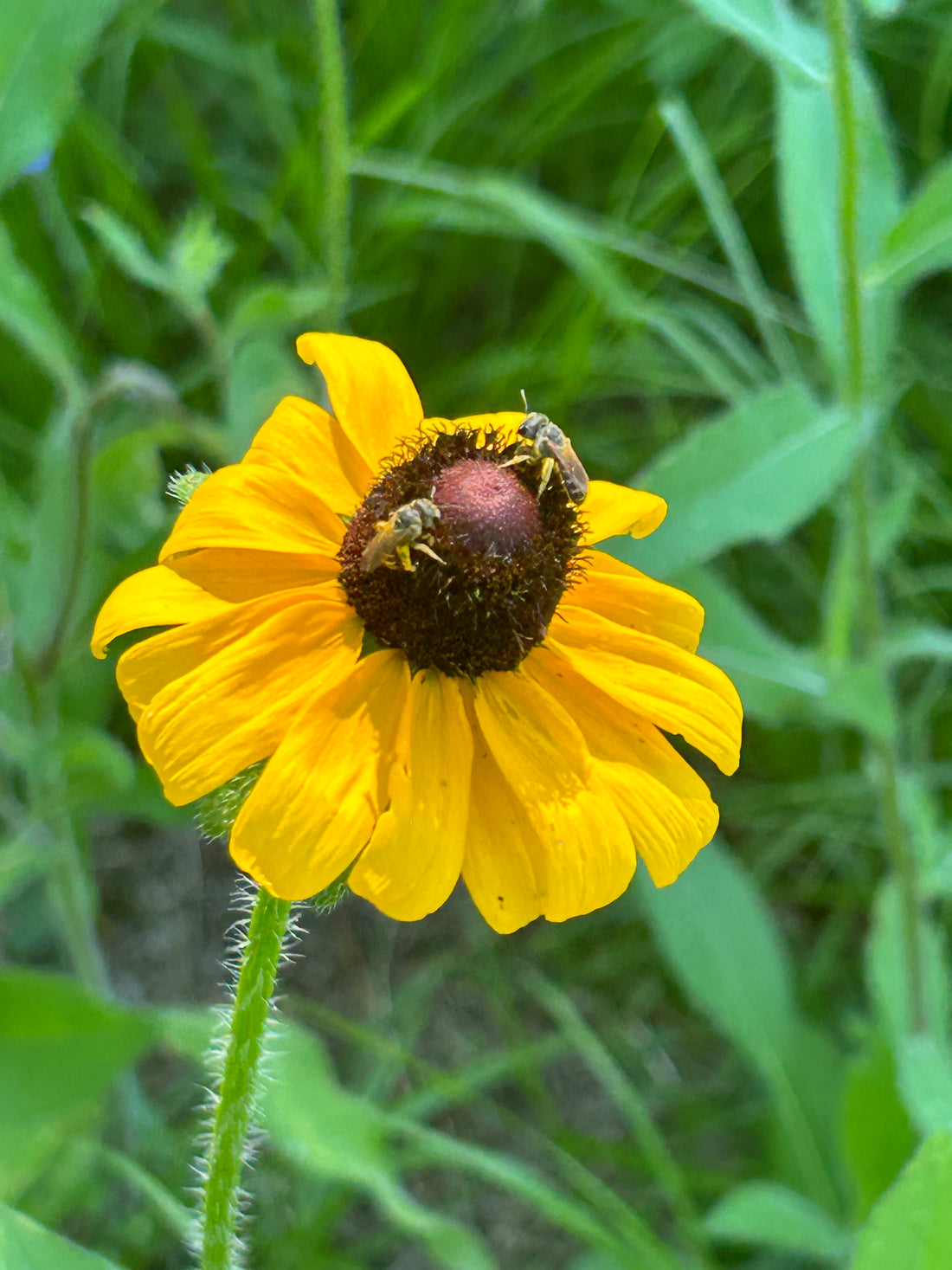 Pollinator Palooza