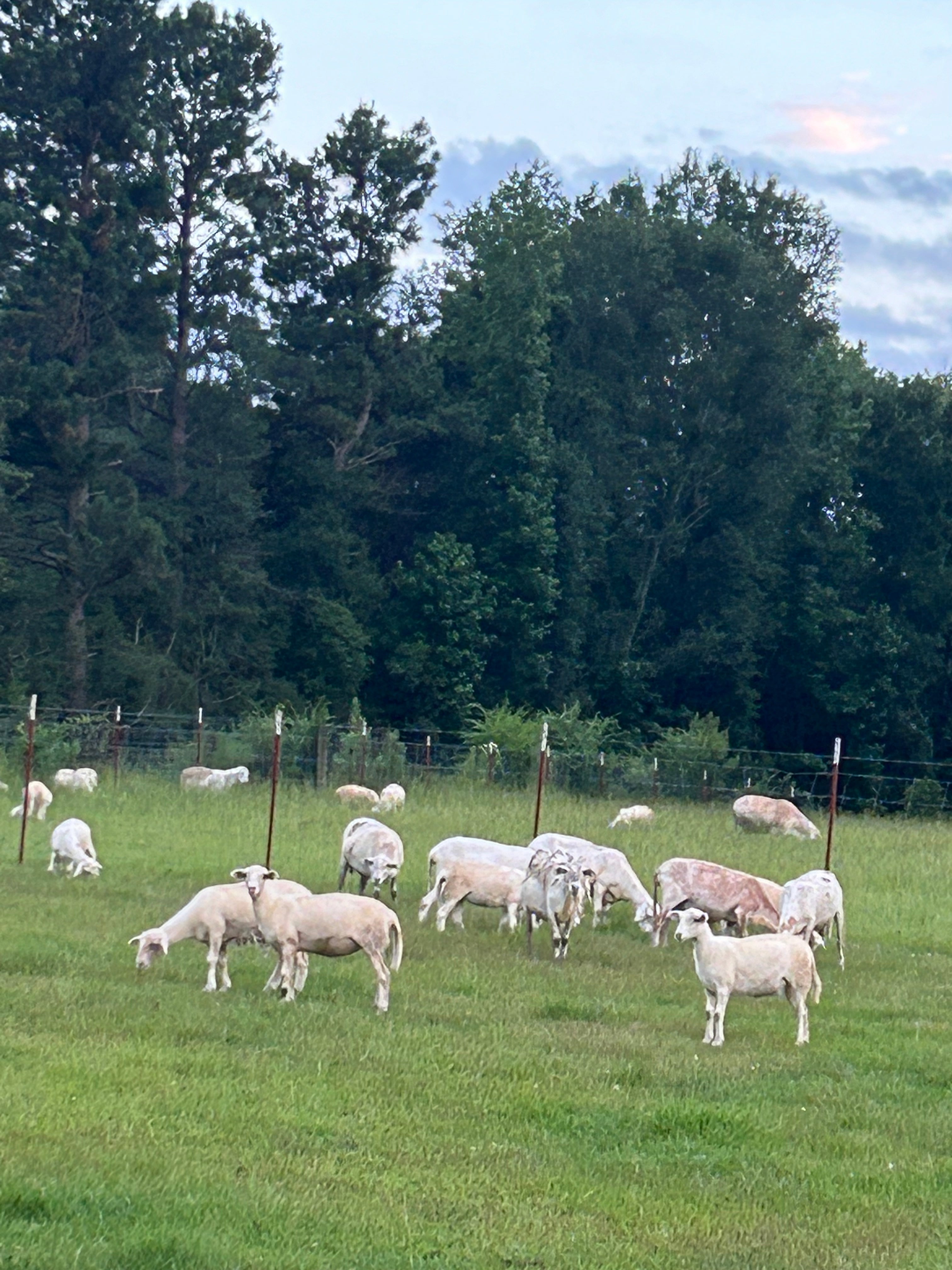 graze today Images High Quality Grahic Evening Graze – Loch Ross Farms