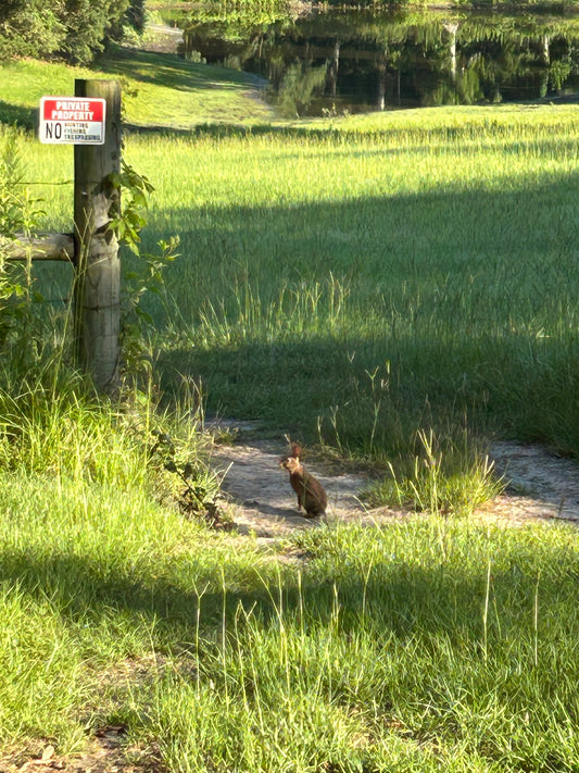 Hare Today