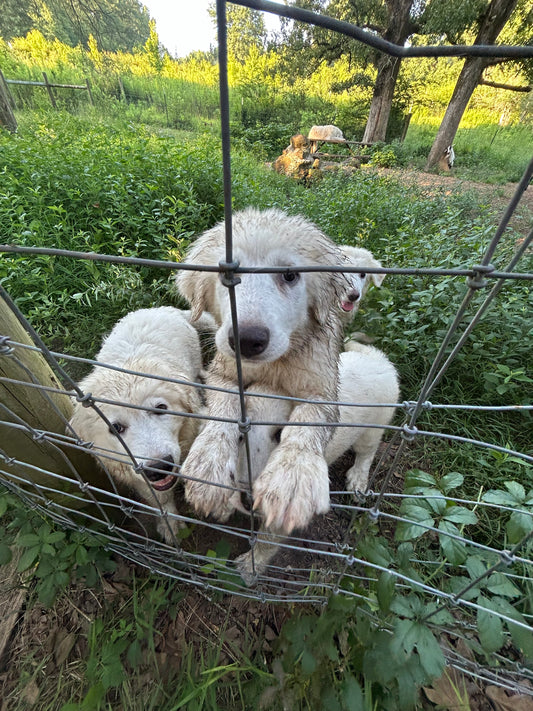 Mud Puppies