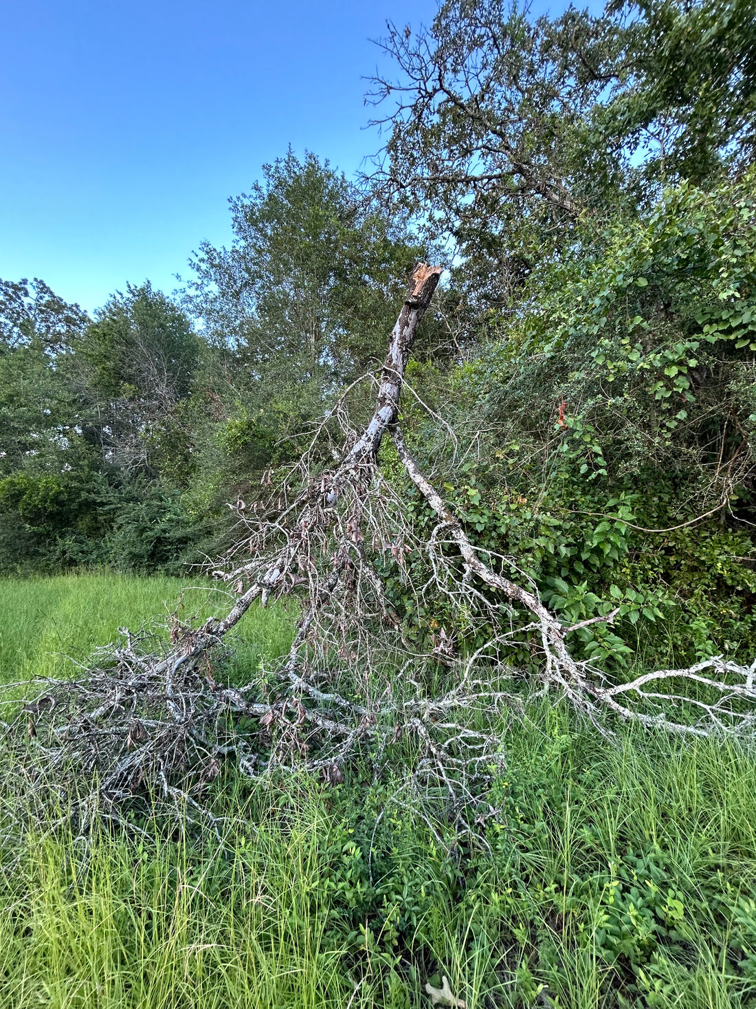 Free-Fall Tree Fall