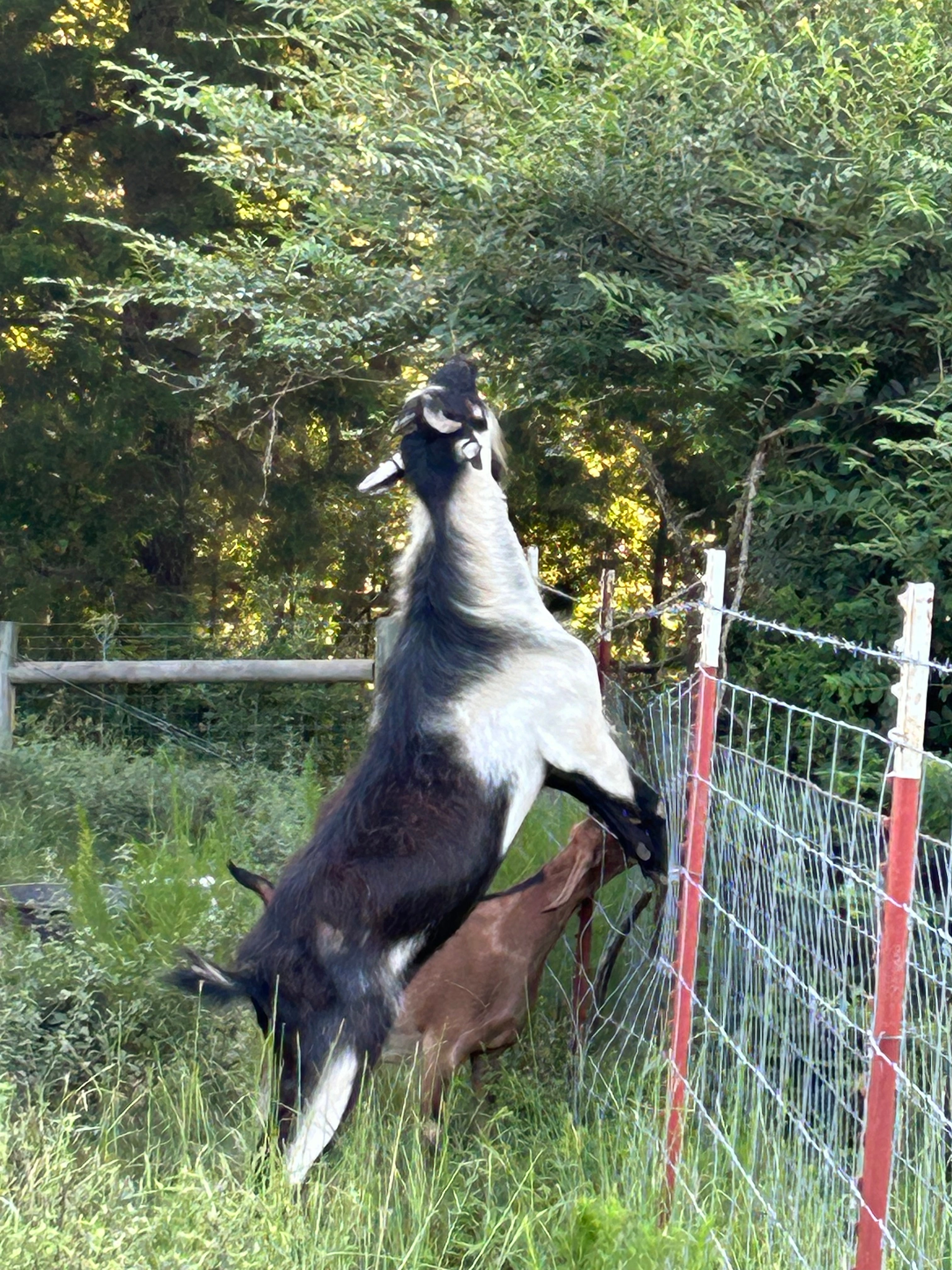 Goats Getting High Goat Gettings – Loch Ross Farms