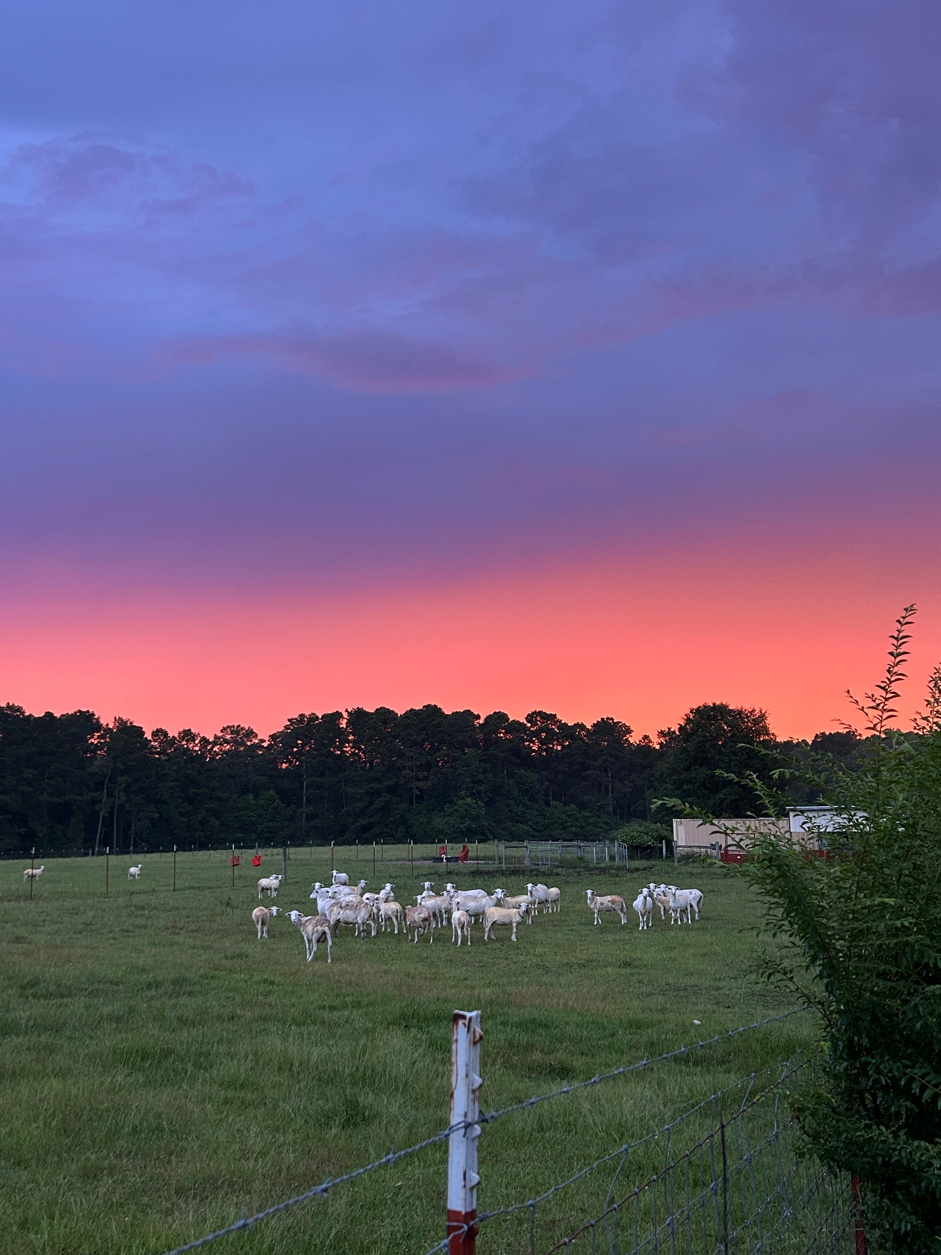 Evening Glow – Loch Ross Farms