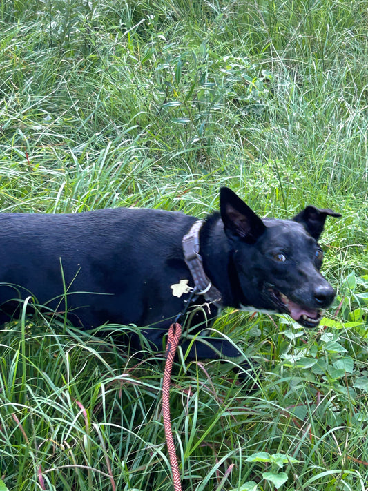 Doggy Dude Ranch