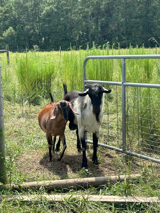 Goat Love