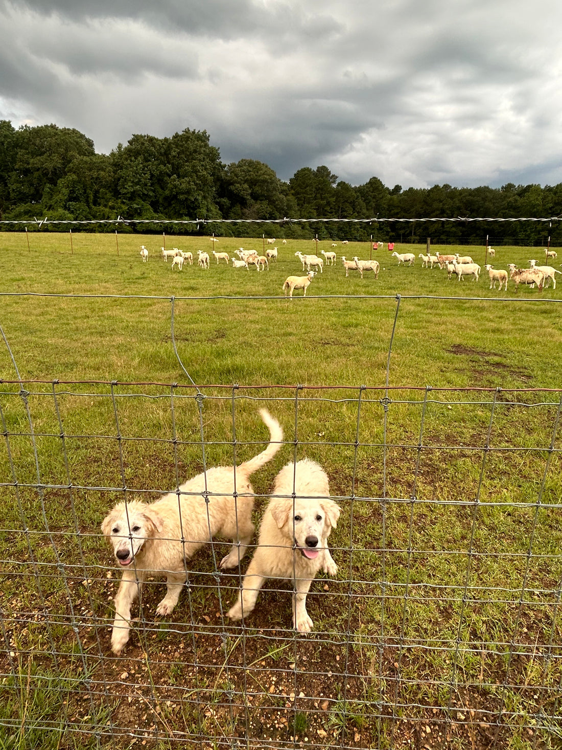 Proud Pyrs