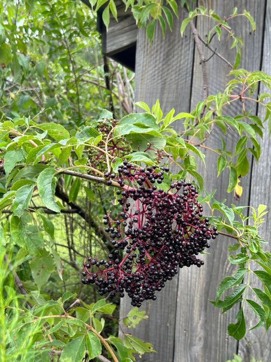 Smelt of Elderberries