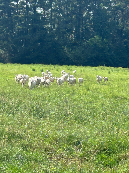 Sheep Homecoming