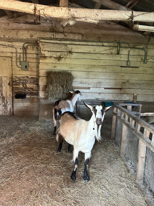 Barn Babes