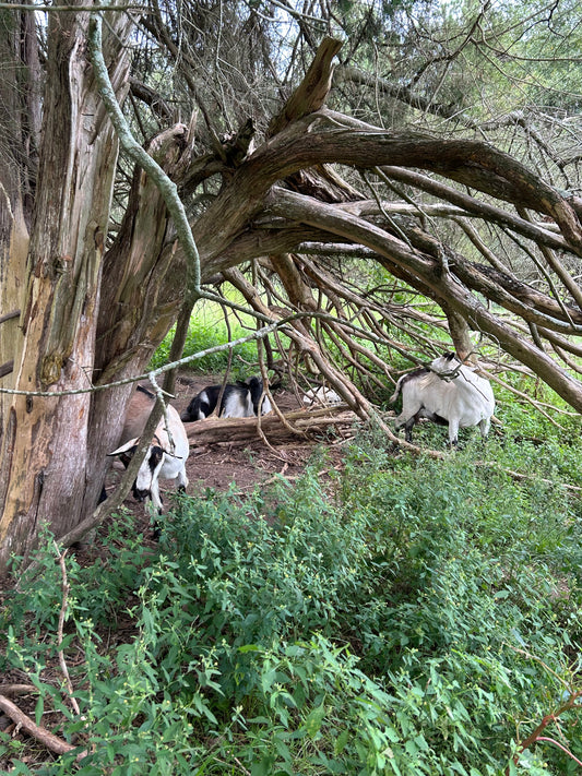 Goat Hideaway