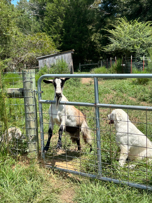 Goats and Gates