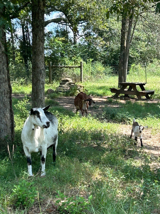 Goat Goings