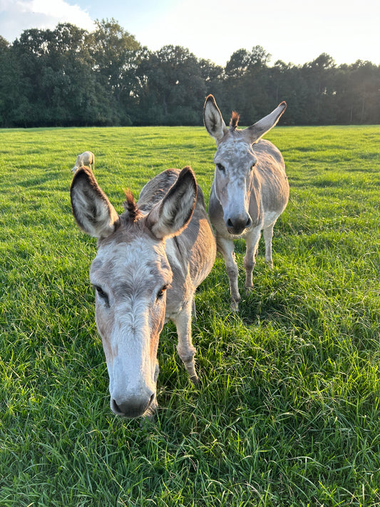 Donkey Diplomacy