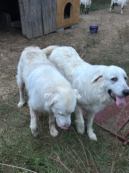 Doggy Date Night