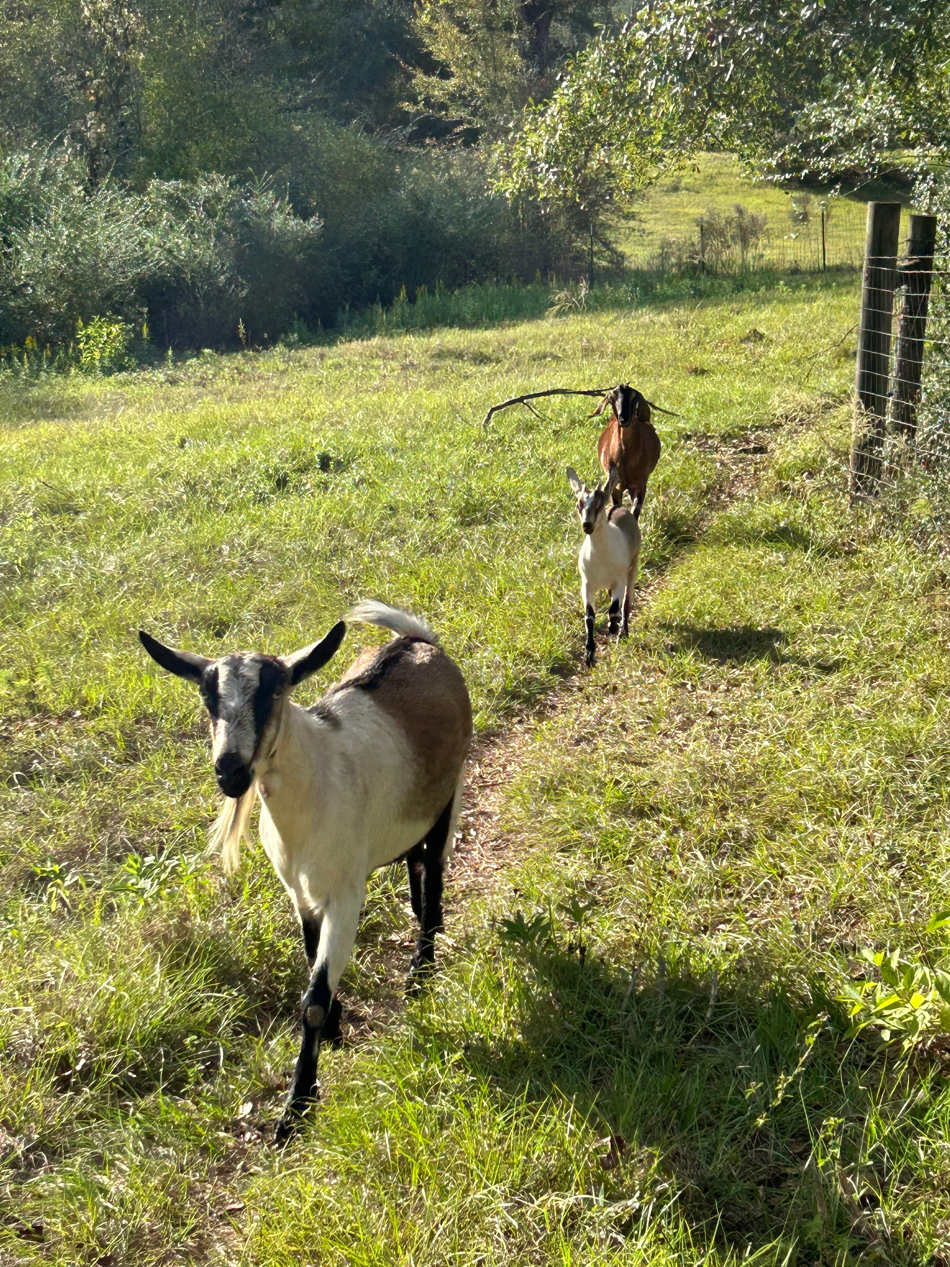 Goat Run In Run Goats Run – Loch Ross Farms