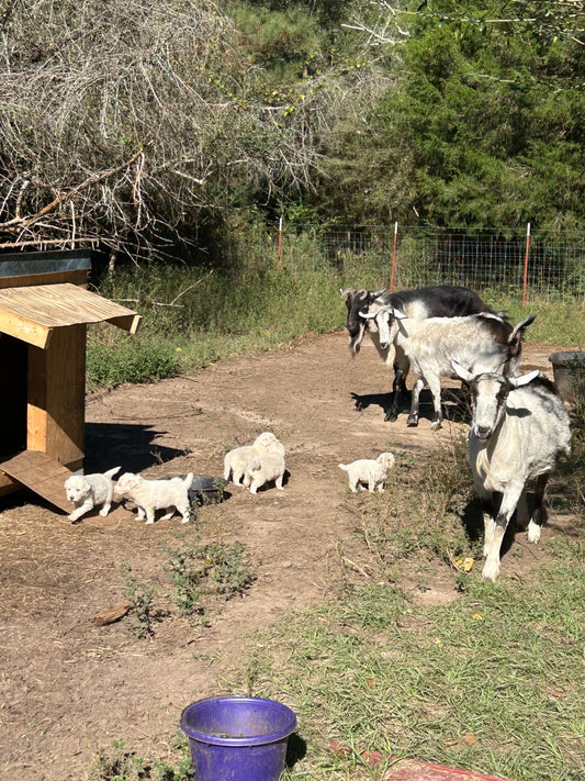 Puppy School