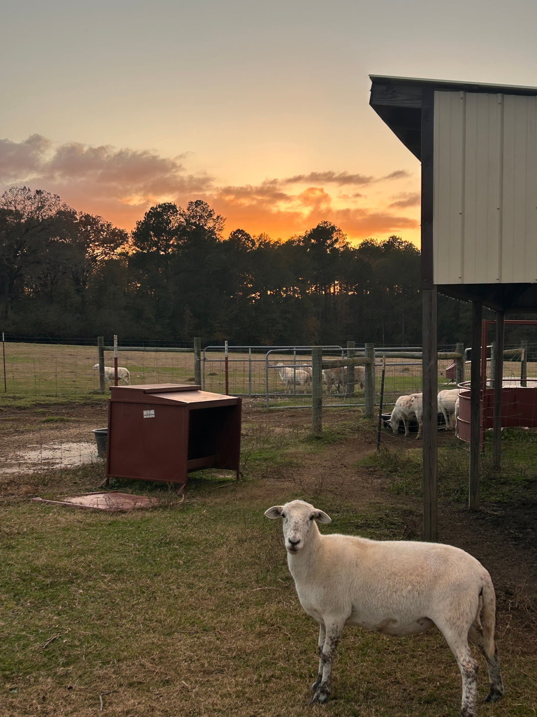 Night, Night to Ewe