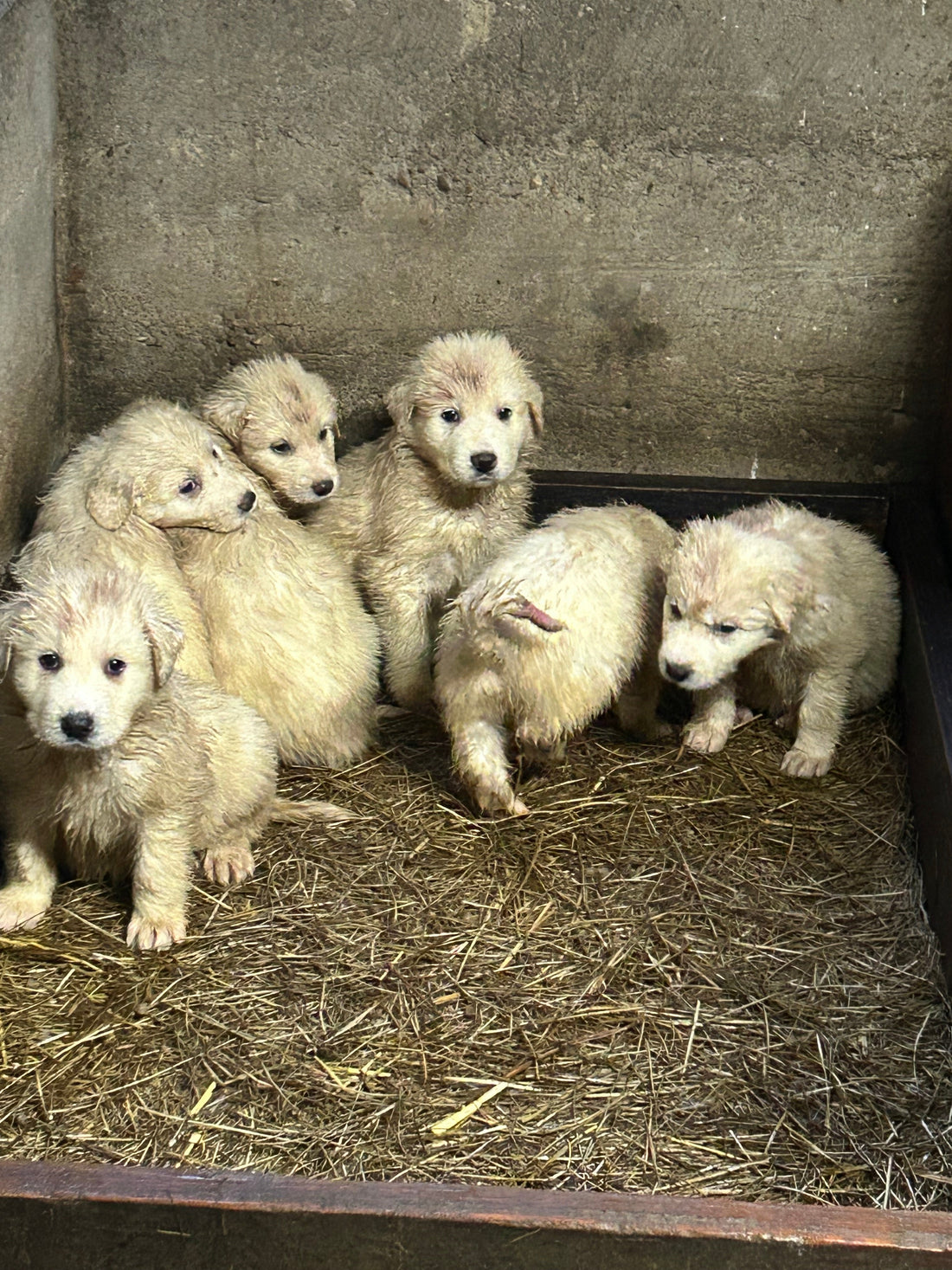 Puppy Breakfast