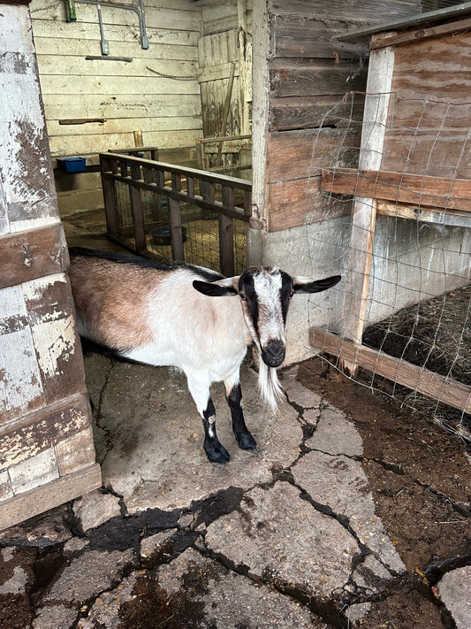 Camo Goat