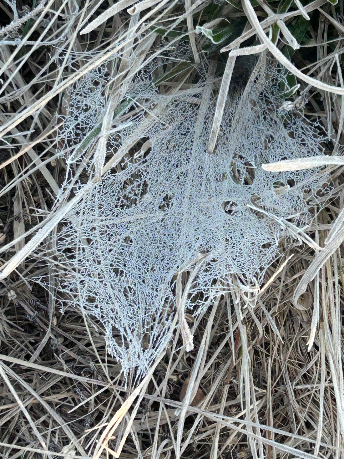 Frost Web