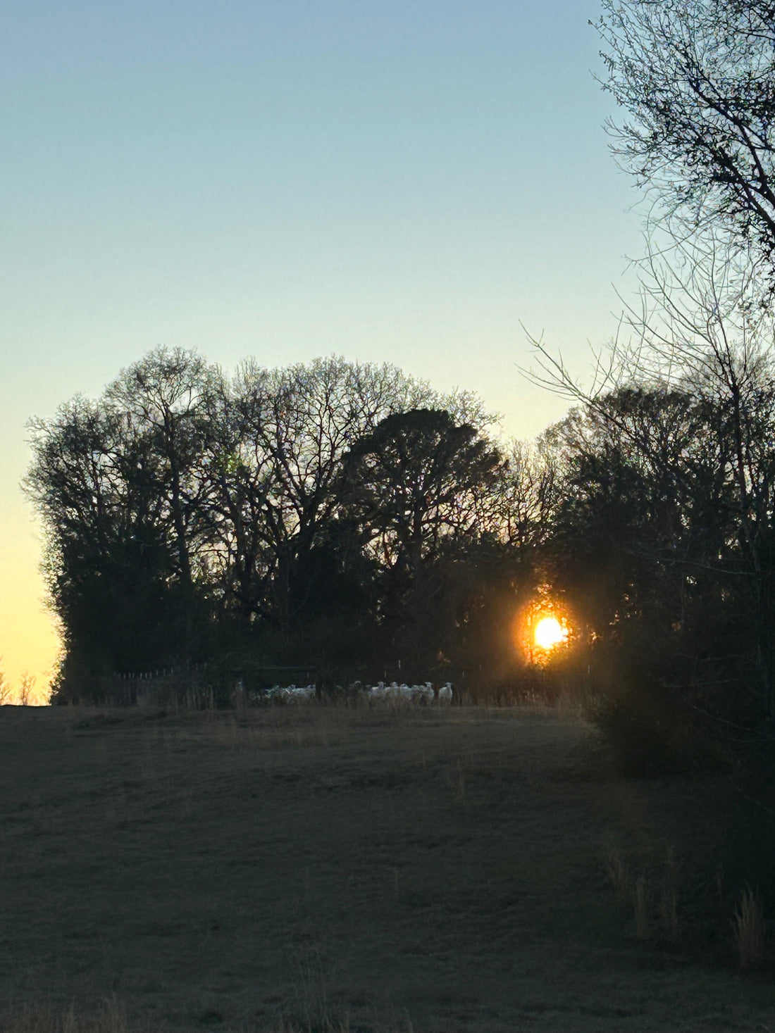 Sheep at Sunset