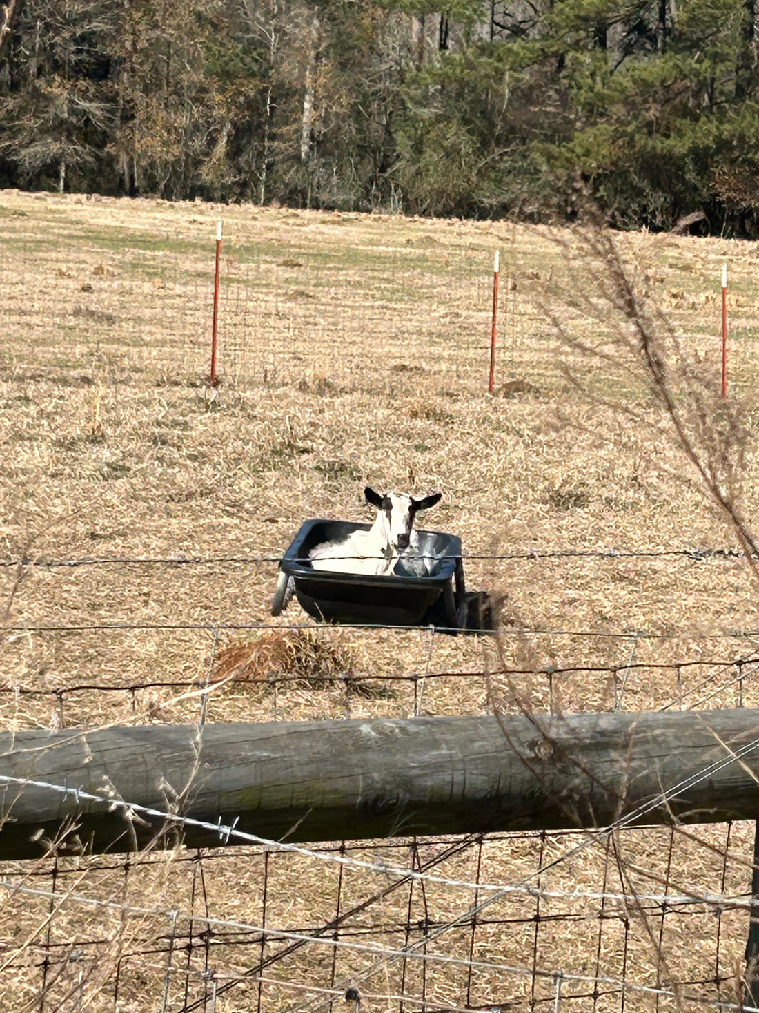 Floats your Goat