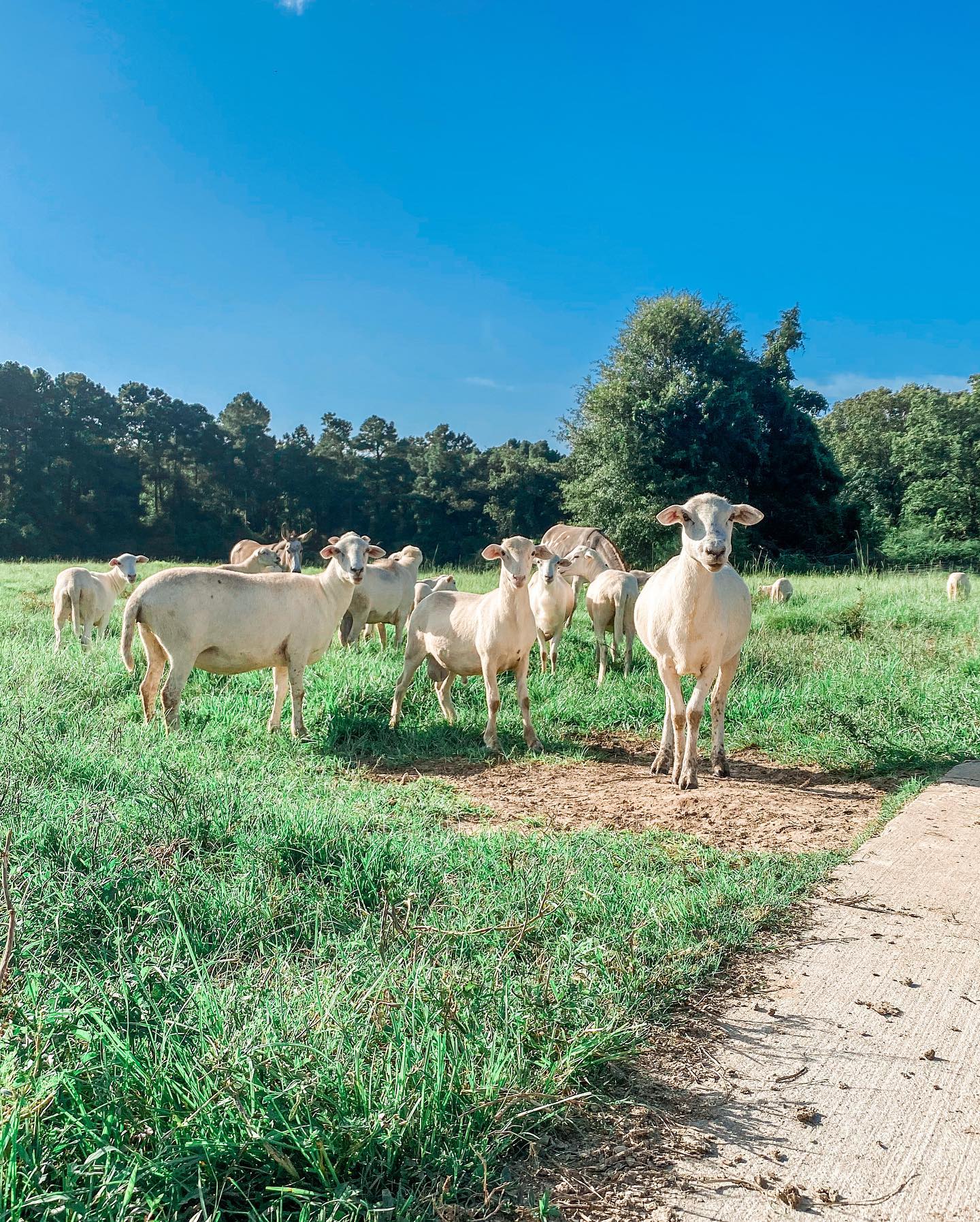 Farm Tours Loch Ross Farms