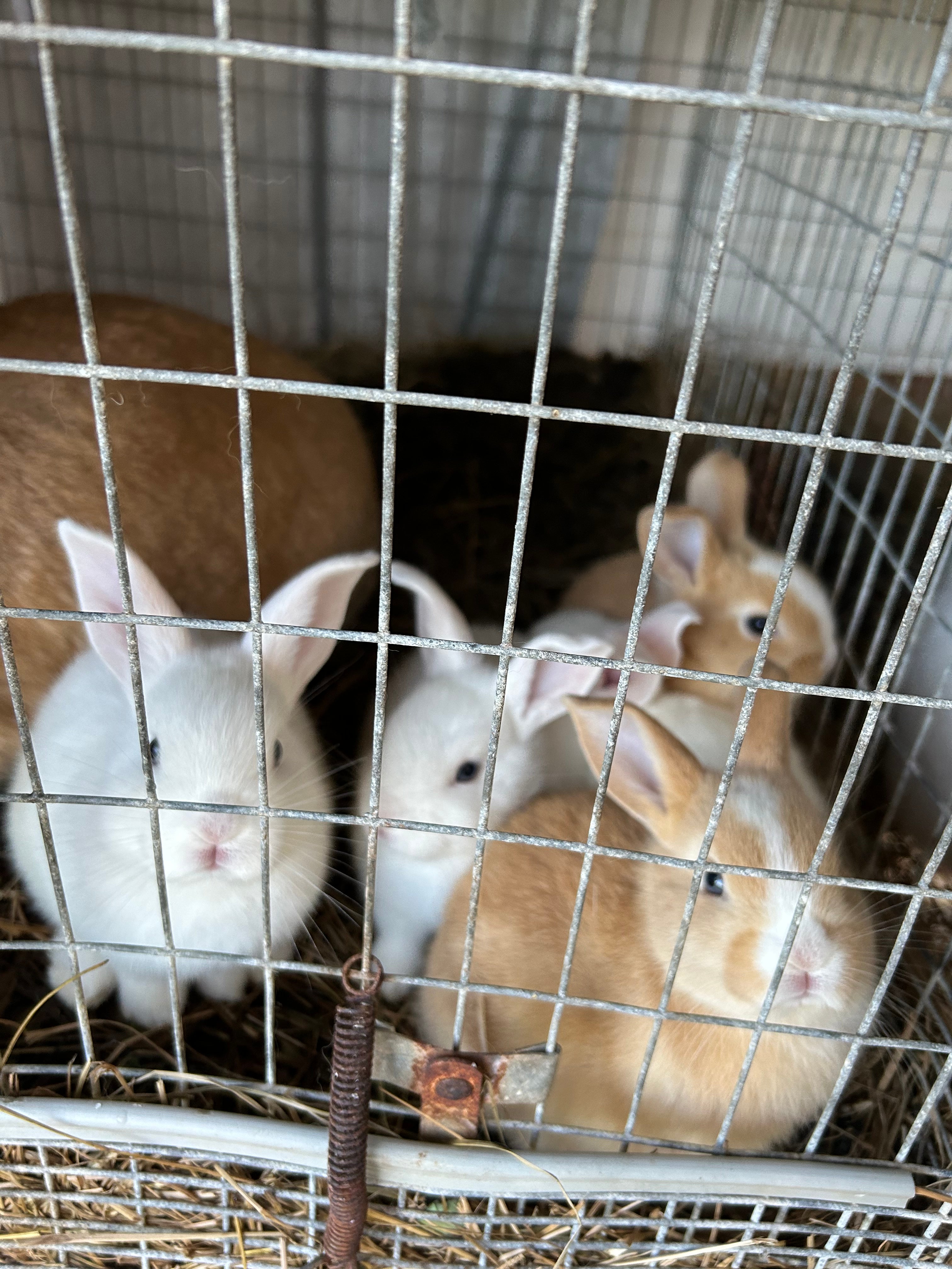 Rabbits – Loch Ross Farms