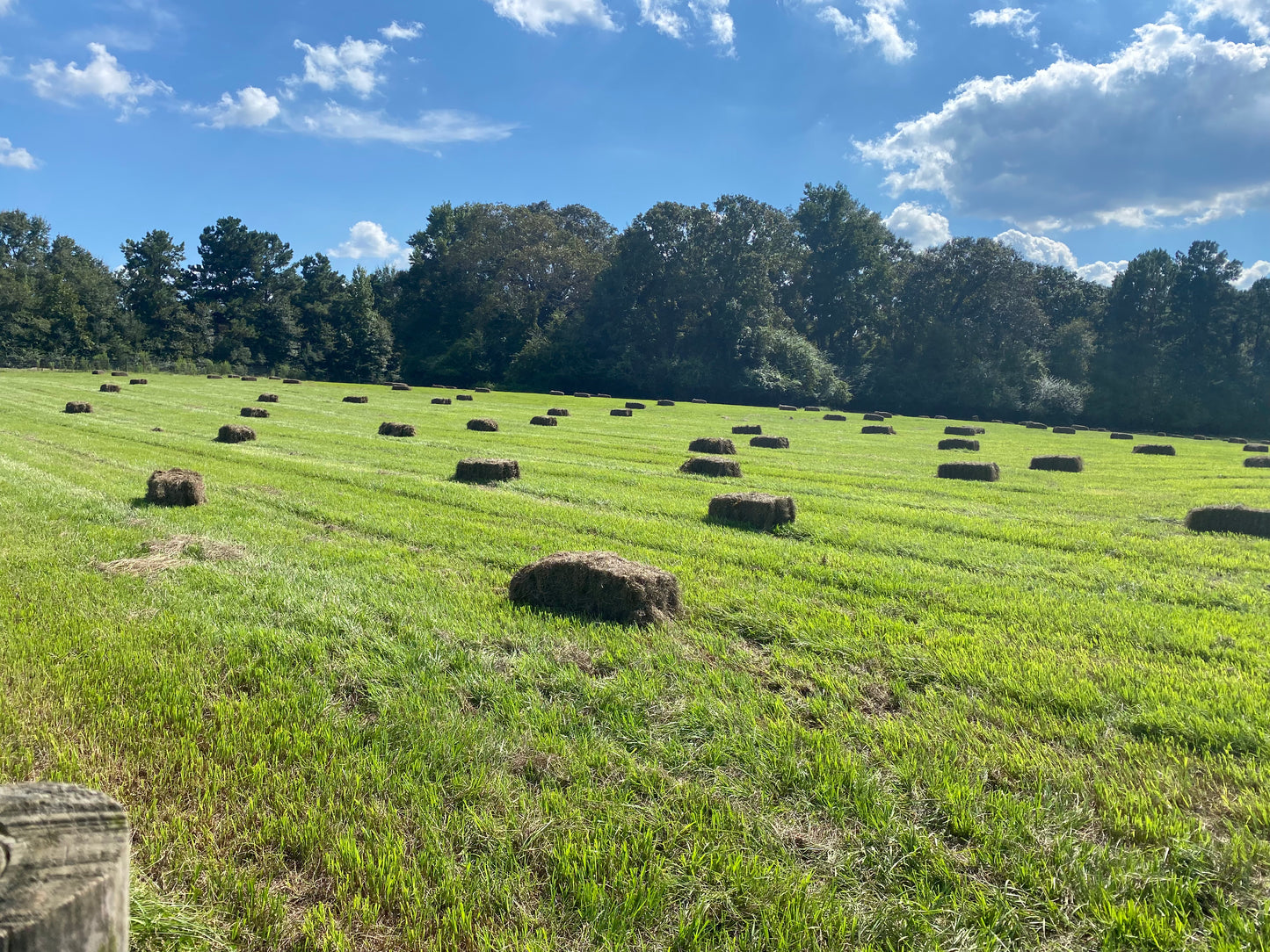 Hay, square bale