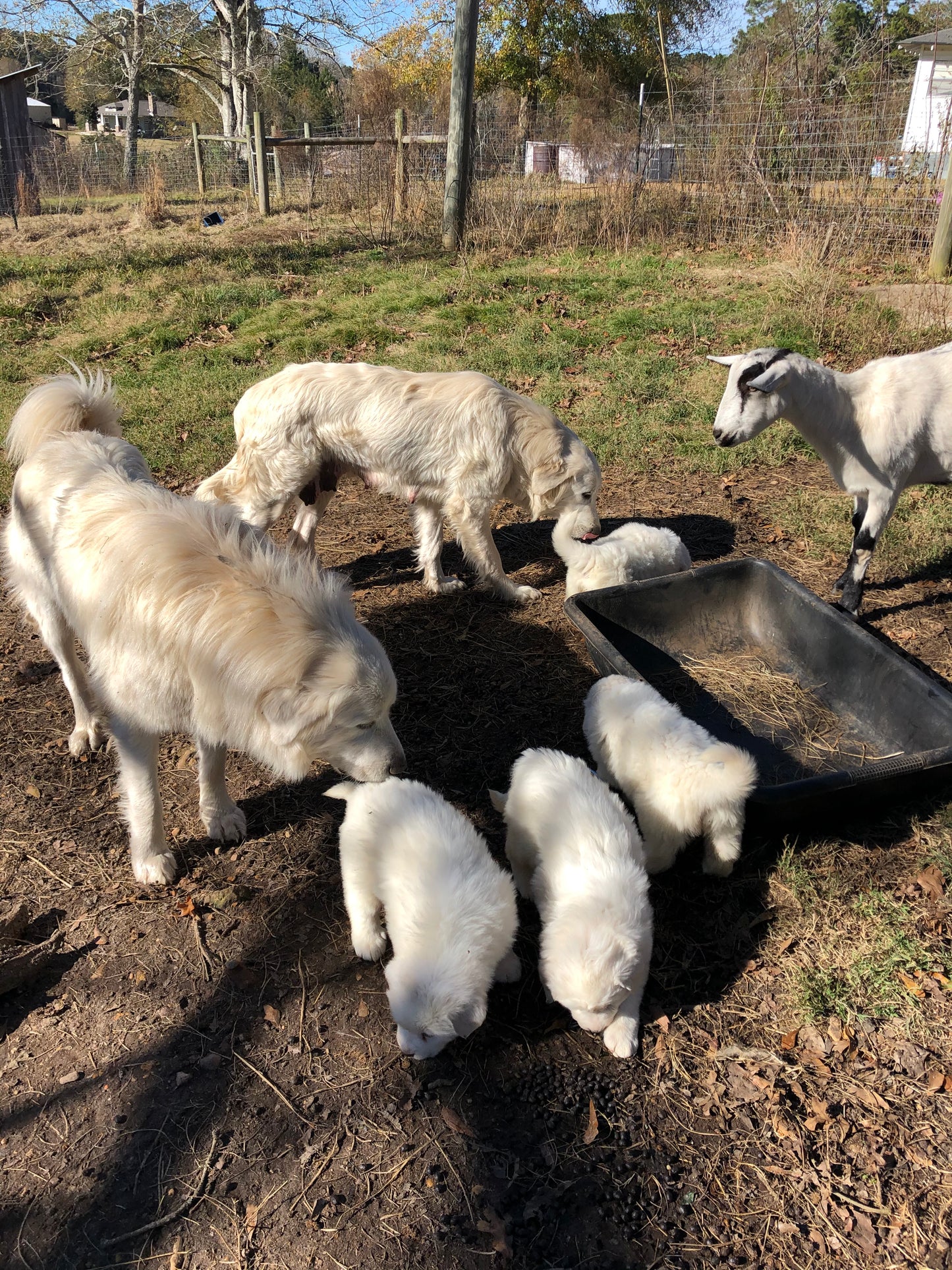 Great Pyrenees Puppies